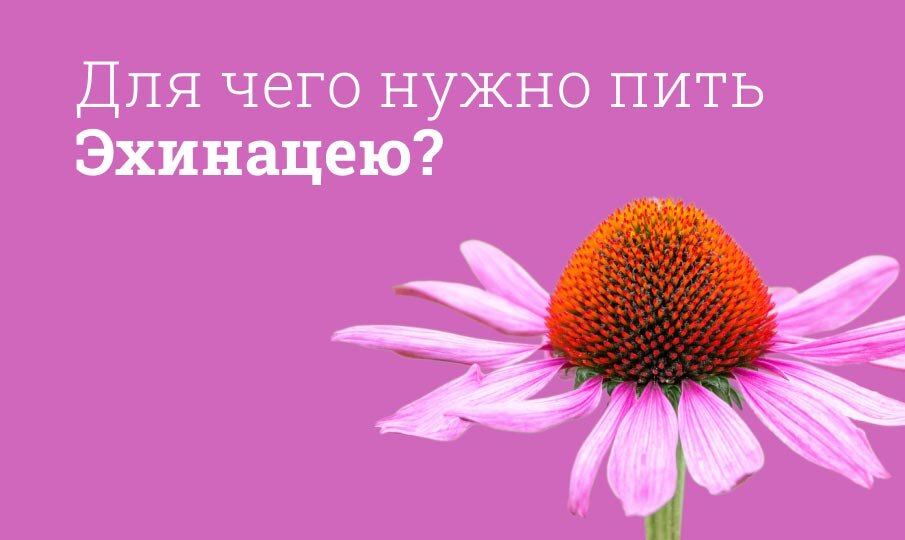 Для чего нужно пить Эхинацею?