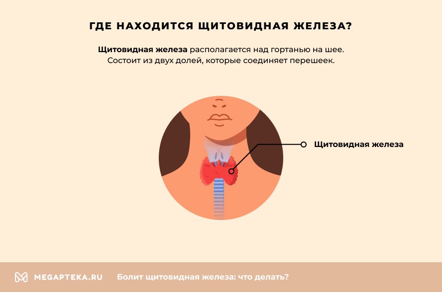 Щитовидная железа симптомы заболевания и его лечение у женщин и мужчин