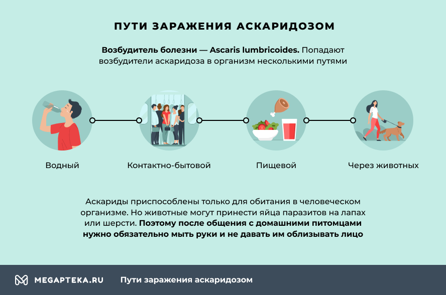 Можно ли повторно. Аскаридоз пути заражения. Путь заражения при аскаридозе. Факторы передачи возбудителя аскаридоза. Аскаридоз пути передачи.